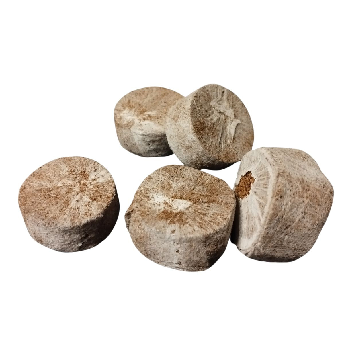 Pastilles de coco pour semis Jiffy 7C 35mm